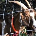[WATCH] City using goats to clear vegetation along trails